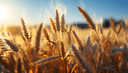 Wheat